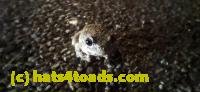 /home//u458753944/public_html/sourcegallery///////Roxborough Toad Detour/2025/2025-04-19/20250419_204342.jpg